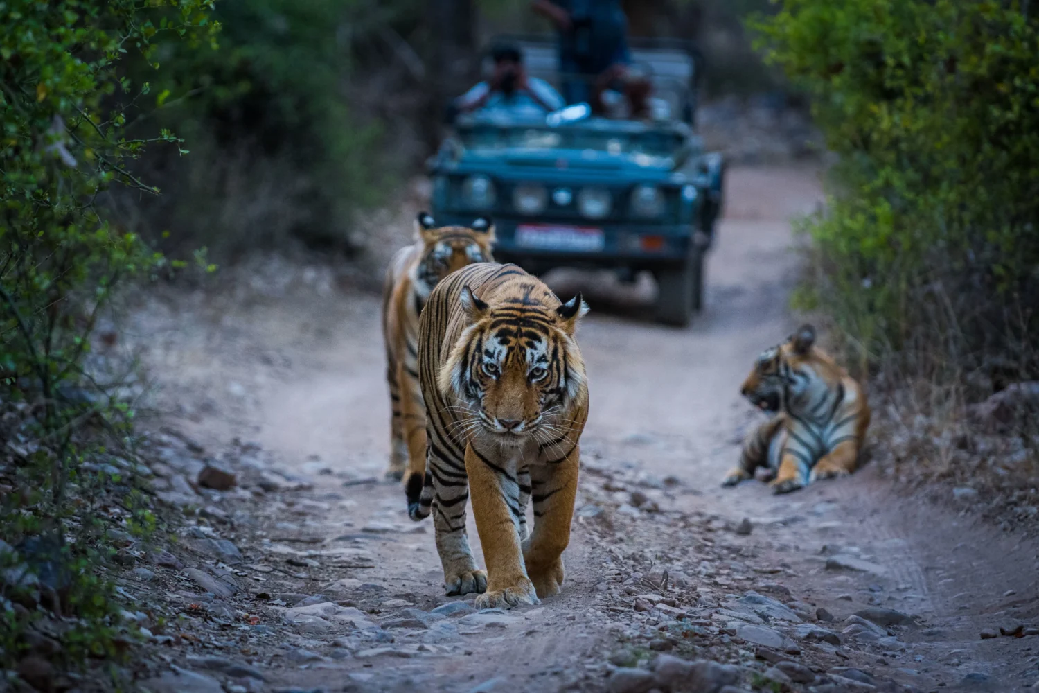 ranthambore wildlife tour package