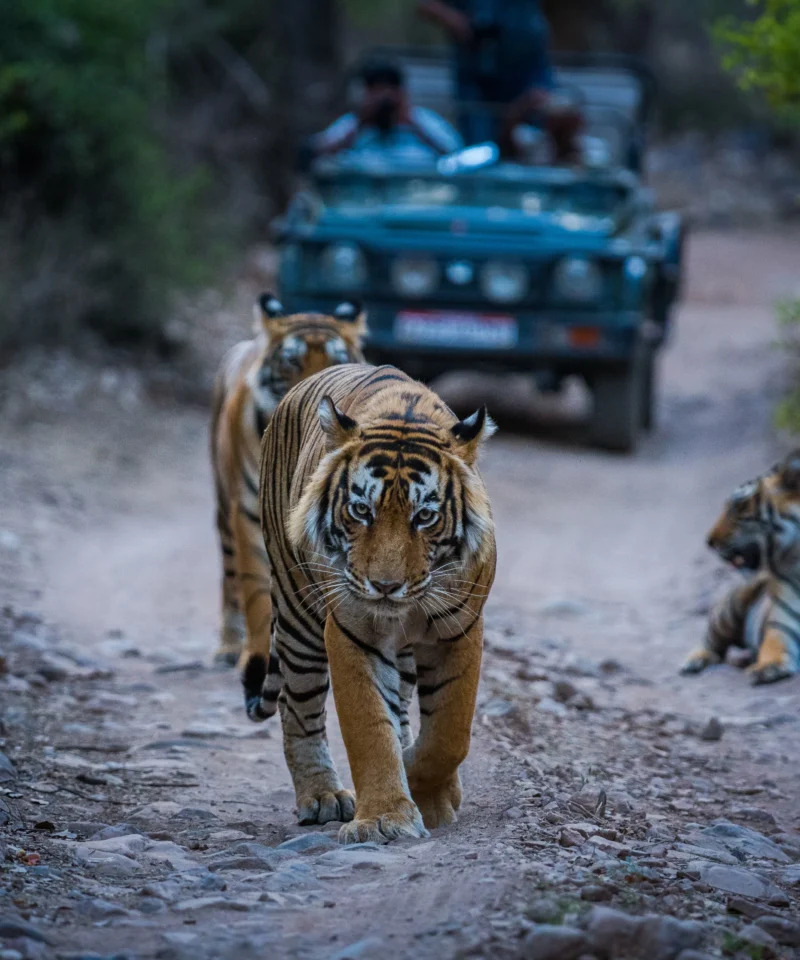 ranthambore wildlife tour package