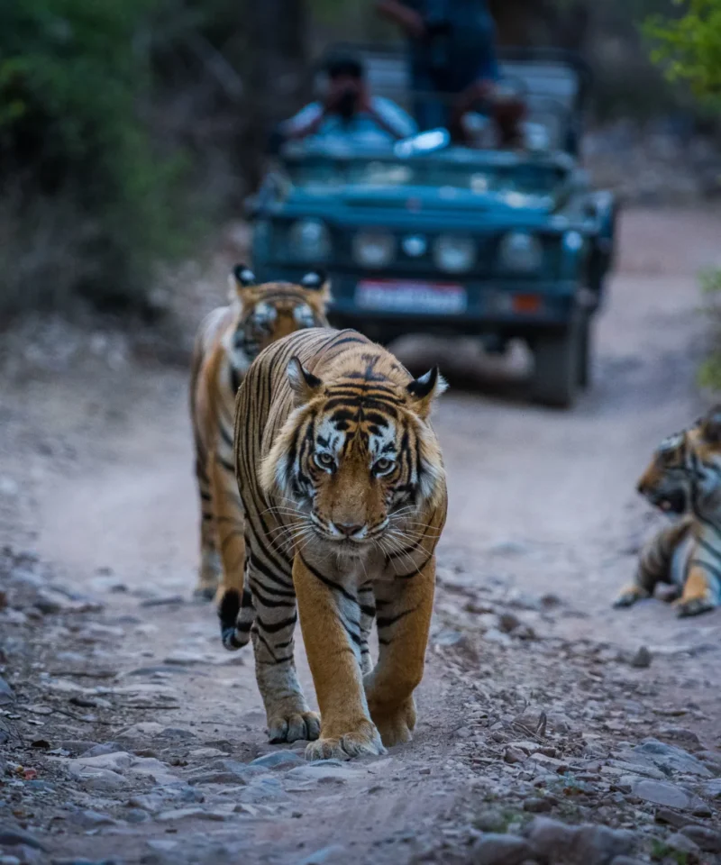 ranthambore wildlife tour package