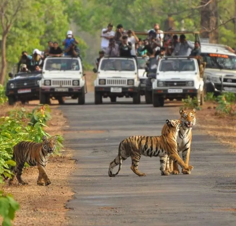 ranthambore
